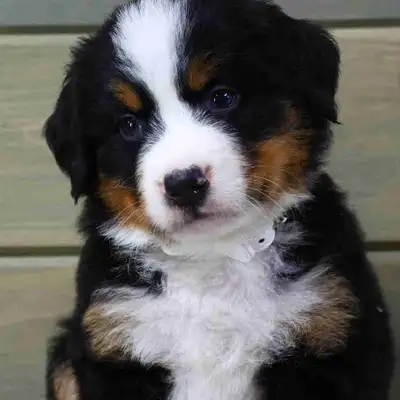 Bernese Mountain Puppies! , View more