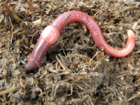 Red Wiggler Compost Worms (Eisenia Foetida) 100+ worms