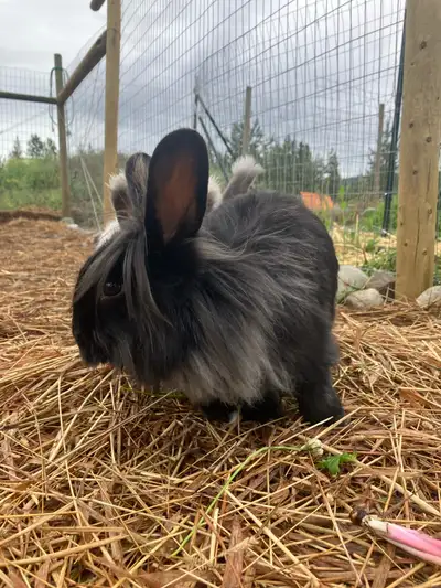 English Angora Doe, View more