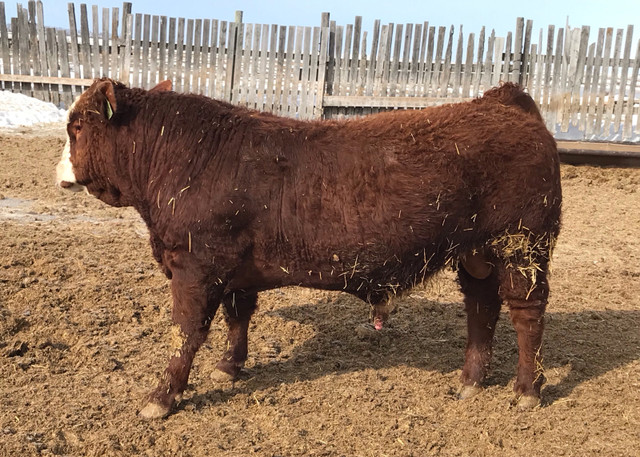 Simmental Bulls in Livestock in Moose Jaw - Image 2