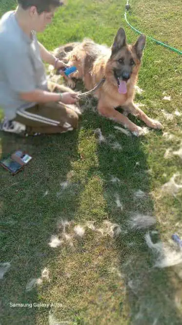 Certified master groomer! Your place or mine!, View more