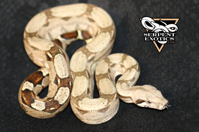 Boa Constrictor Superfire and Fire Diamonds in Reptiles & Amphibians for Rehoming in City of Montréal - Image 3
