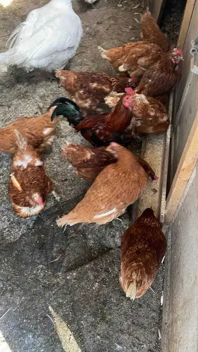 hen for sale , View more