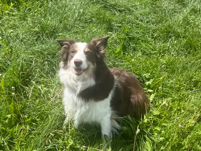 Border Collie, View more