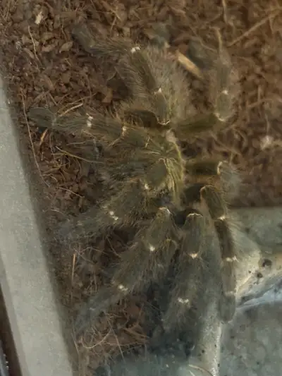  Tarantula, View more