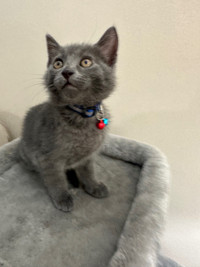 Domestic shorthair male  kitten 