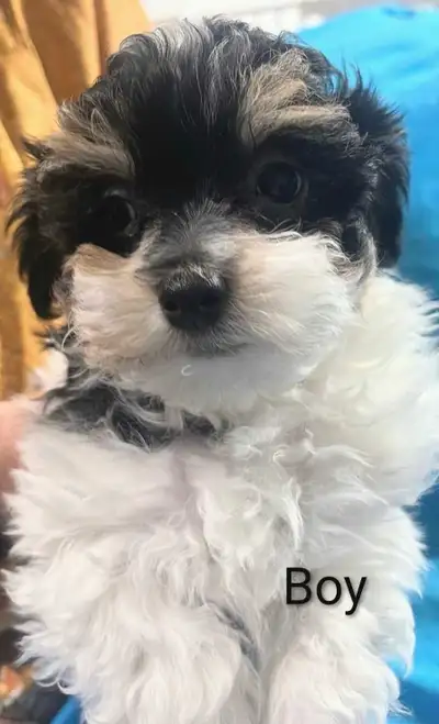 Beautiful Havanese Bichon Shitzu Puppies, View more