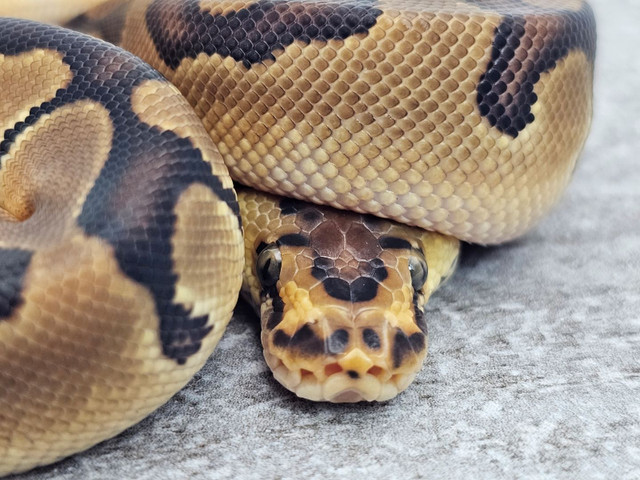 2023 Male Enchi Clown Ball Python in Reptiles & Amphibians for Rehoming in Markham / York Region - Image 2
