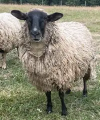 Breeding Ewes