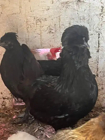 2 Polish Hens, View more
