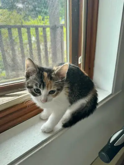 3 Beautiful Baby Cats – 2.5 Months Old  Ready for Loving Homes, View more