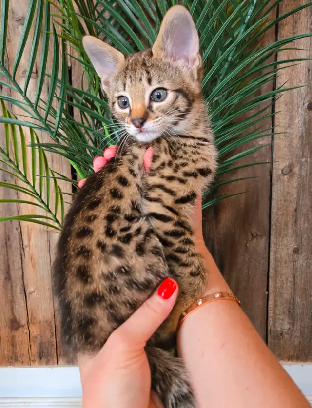 Chatons Savannah F2 enregistrésTICA/ registered Savannah kittens in Cats & Kittens for Rehoming in Trois-Rivières - Image 4