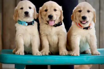 Golden retriever puppies, View more
