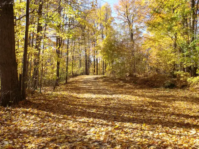 Private Cottage on beautfull Bobs Lake in Ontario in Canada - Image 20