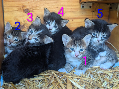 Kittens for sale!, View more