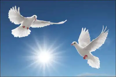 COLOMBES QUÉBEC 418-872-3096, View more