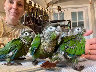 Bébés conure à joue verte, View more