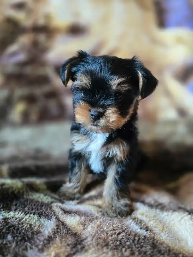 Tiny Yorkies in Dogs & Puppies for Rehoming in Winnipeg - Image 4