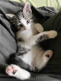 chatton / kitten, View more