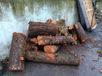 Spruce logs. Spruce wood