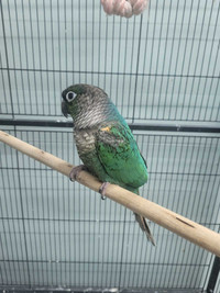 Male turquoise conure 