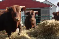Purebred Devon Cattle