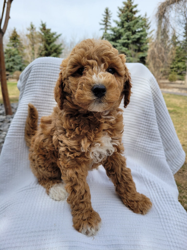 Poodles, Moyen Female puppy in Dogs & Puppies for Rehoming in Saskatoon