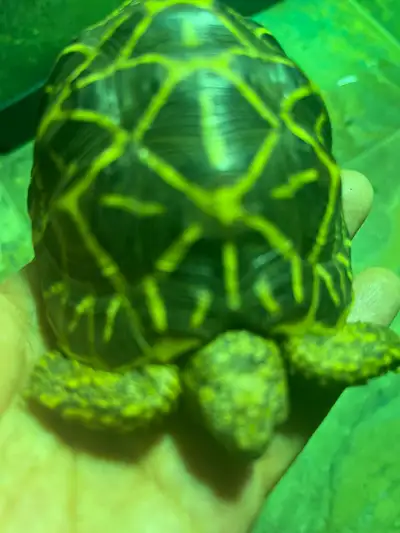 Baby Indian Star tortoises , View more