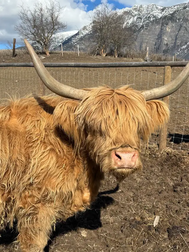 Highland cow and bull calf for sale in Livestock in Nelson - Image 6