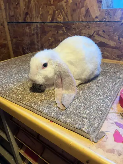 English lop rabbits , View more