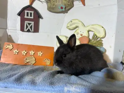 6 to 8 weeks old Netherland dwarf bunnies. Look for a forever home. Coming to Thorndale on February...
