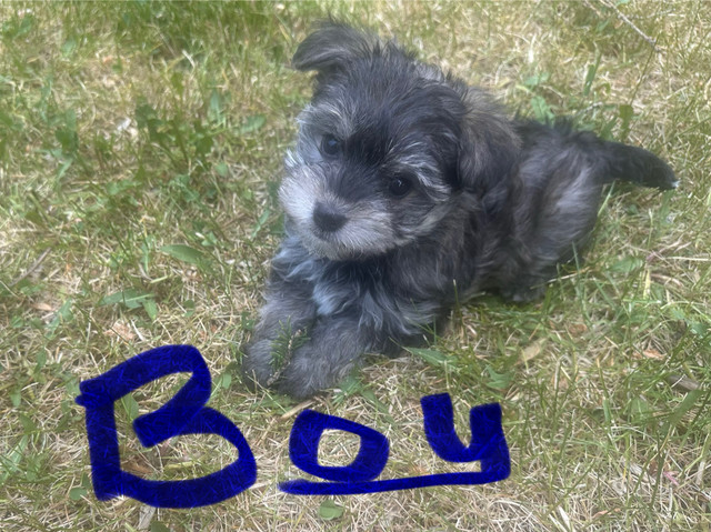 Yorkie-Poodle Puppies in Dogs & Puppies for Rehoming in Strathcona County - Image 4
