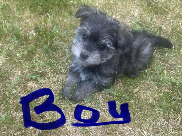 Yorkie-Poodle Puppies in Dogs & Puppies for Rehoming in Strathcona County - Image 3