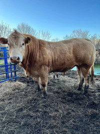 2 year old double  polled  blonde d’Aquitaine bull