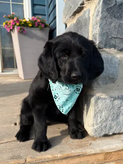 Labradoodle Puppies!❤️, View more