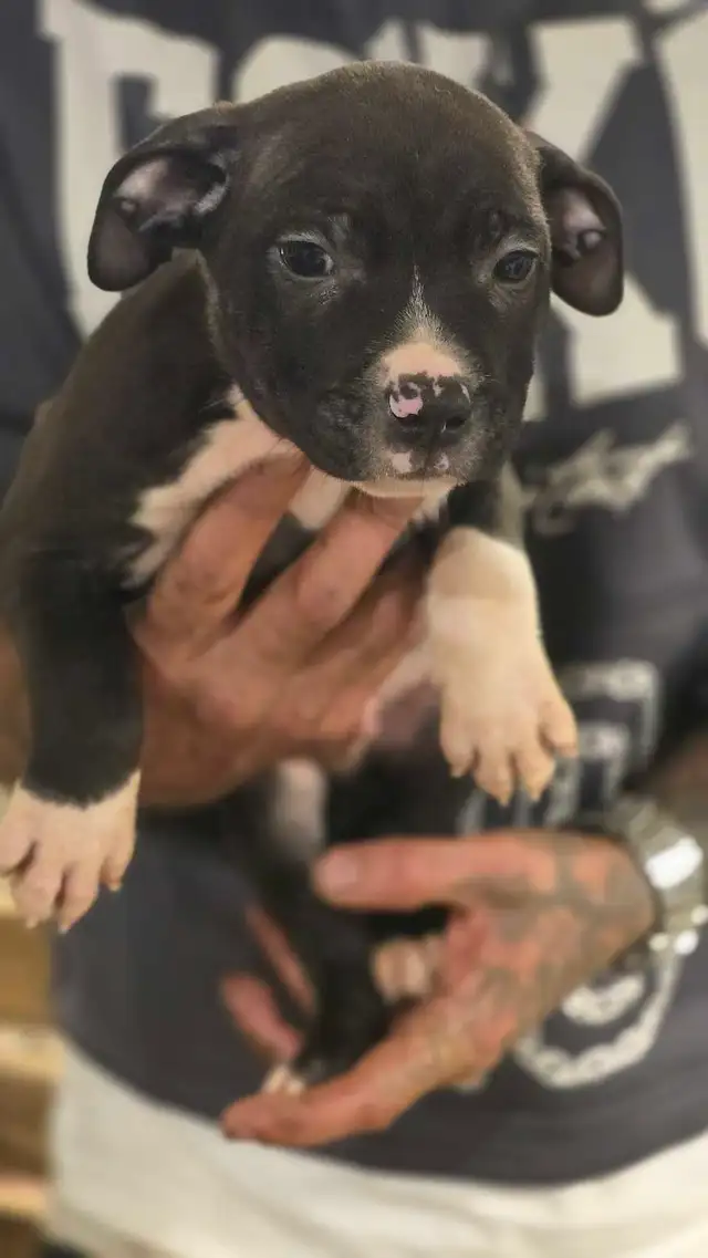 sweetest addition to your family