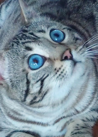 Gorgeous blue eyed Bengal Cat