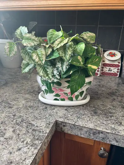 Artificial Pothos Plant in Decorative Pot, View more