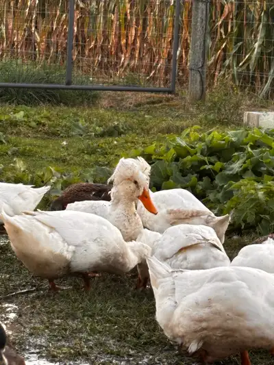 Crested Drakes and Call Duck Drakes, View more