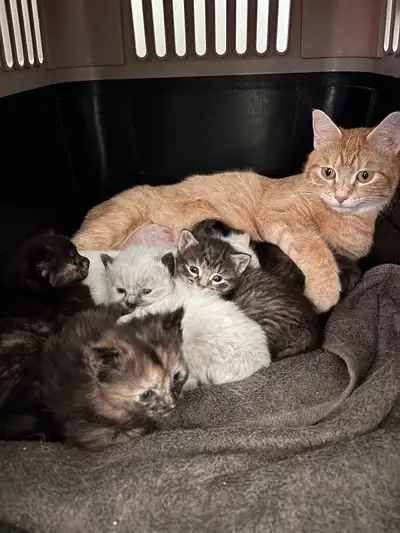 Adorable calico tabby kitten, View more