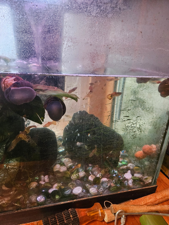 Guppies  and apple snails  in Fish for Rehoming in Calgary - Image 4