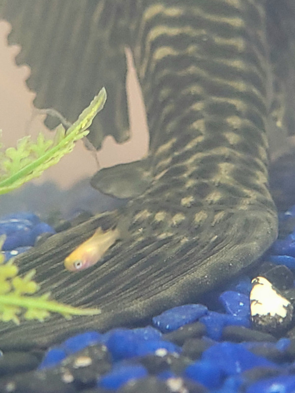 Gold Twinbar Platys in Fish for Rehoming in Red Deer - Image 3