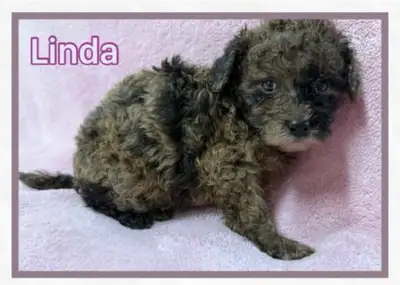Beautiful , super social and playful puppies. Hypoallergenic. They are 3/4 poodle and 1/4 shih tzu....