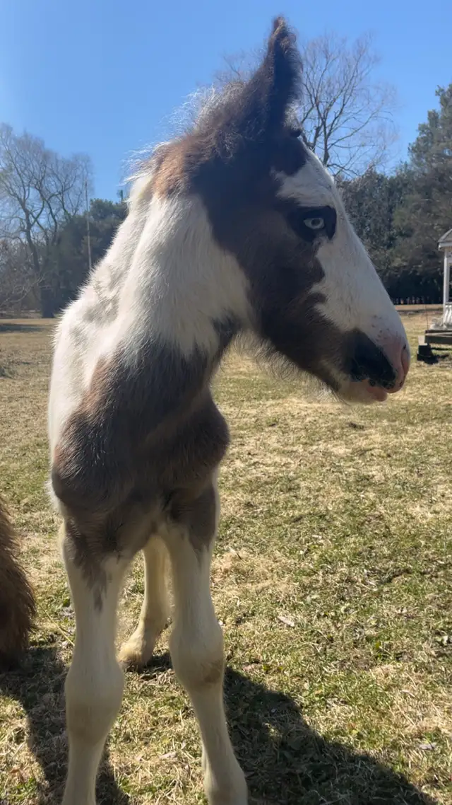 Gypsy Vanner Colt in Horses & Ponies for Rehoming in Oshawa / Durham Region - Image 9
