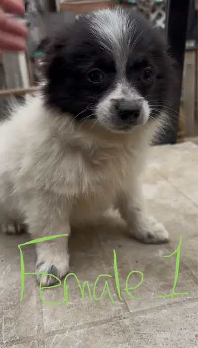 We have two batches of pups looking for their forever families l. We have Pom/pappillion and Pom/shi...