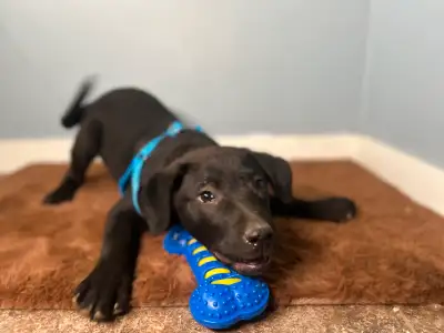 Handsome Happy baby boy named “Sparky.” He is an adorable Black lab and German Shepherd mixed breed...