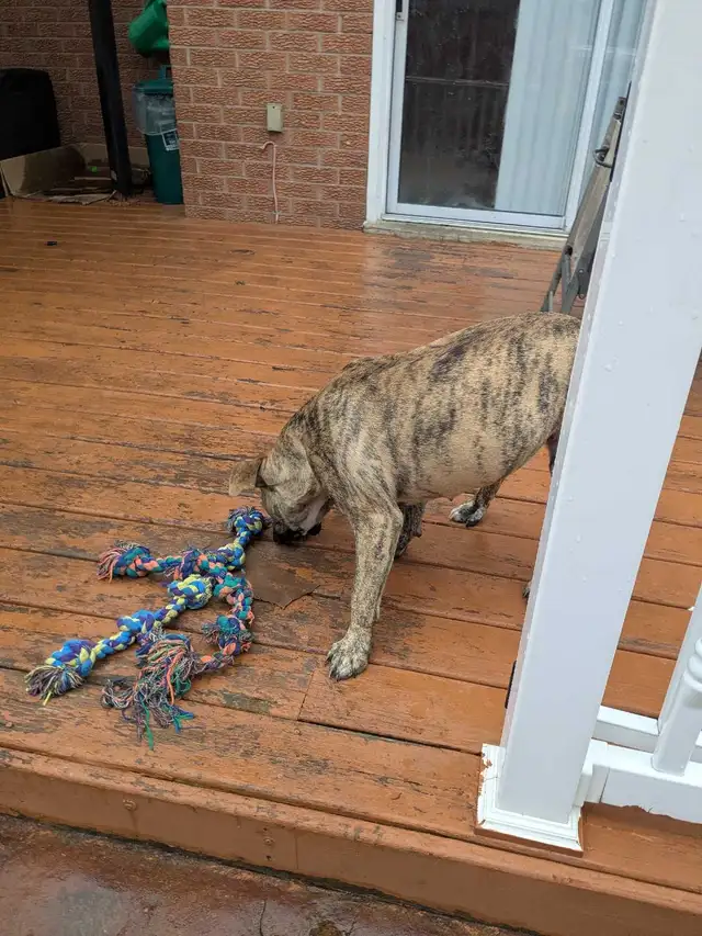 gorgeous reverse brindle puppy | Dogs & Puppies for Rehoming ...