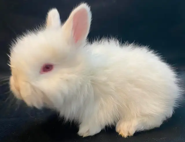 BEW English Angora Rabbits in Small Animals for Rehoming in Ottawa - Image 4