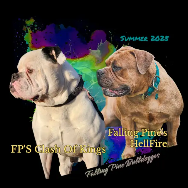 Falling Pine Olde English Bulldogges JUNE/SUMMER Litters 2025 in Dogs & Puppies for Rehoming in Edmonton - Image 3