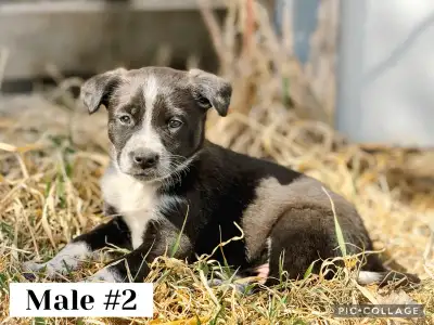 1 Male Puppy -  Border Collie / Red Heeler 